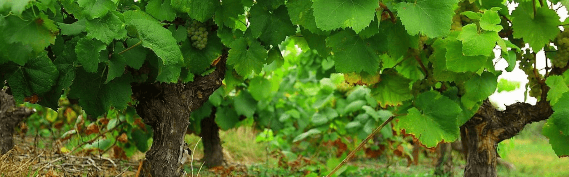 Domaine Chéneau et Fils