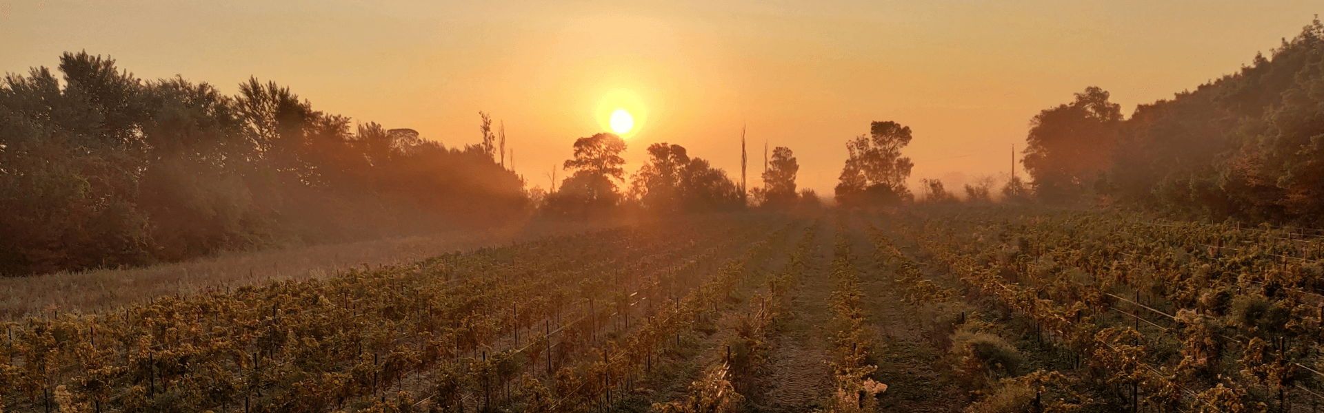 Domaine Ricardelle de Lautrec