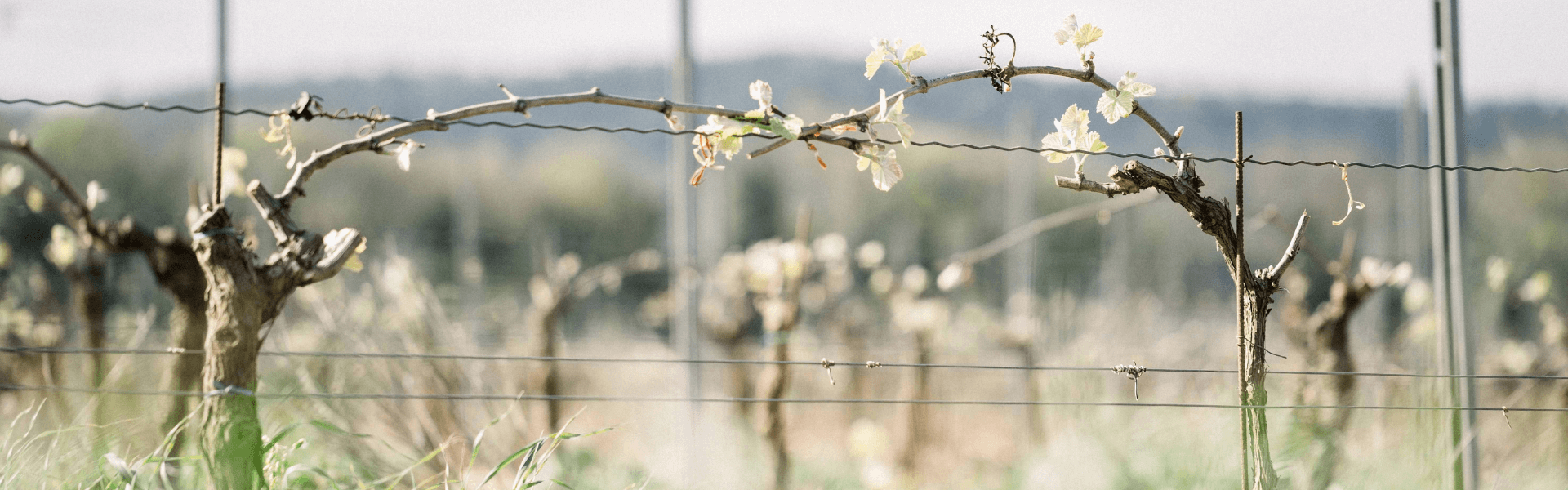 Les Vignobles d’Exéa