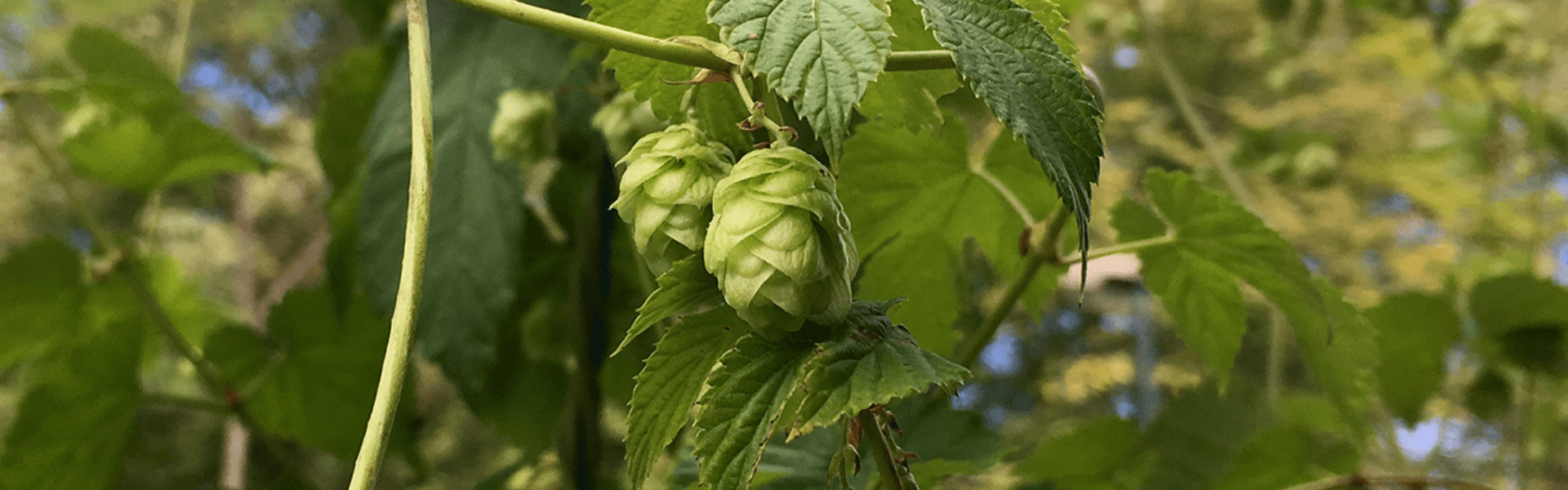 Au Cœur Du Malt