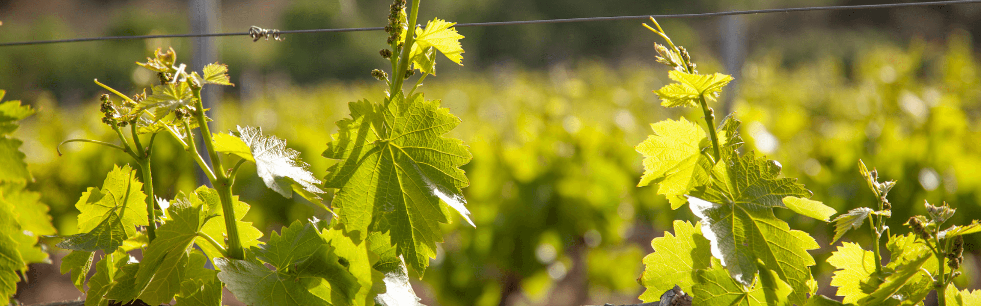 DOMAINE DE SAINT CELS