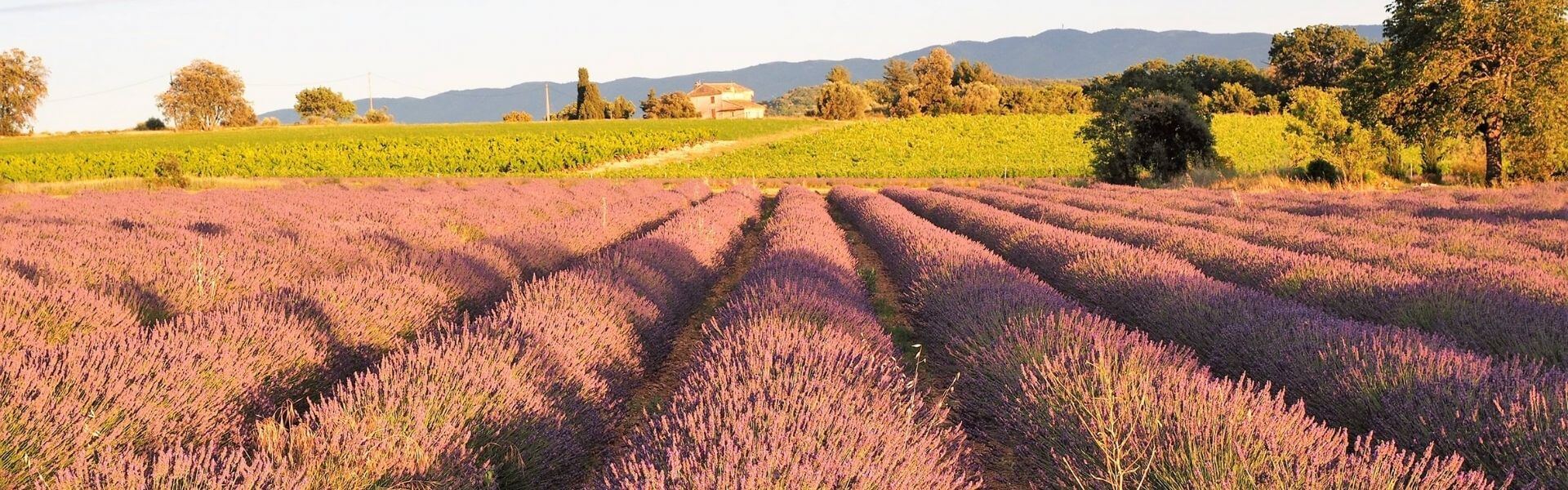 Aurore de Provence