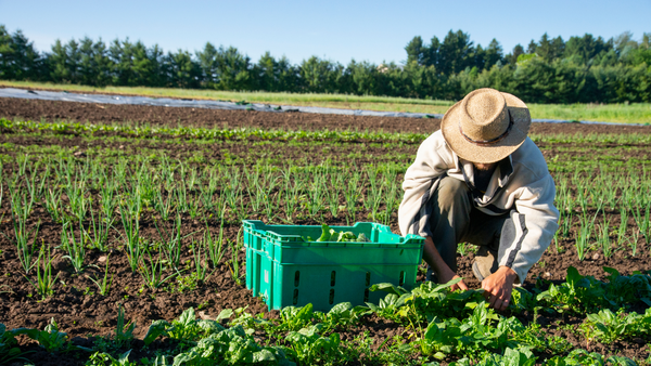 Bio : les artisans disent oui, et ça change tout !