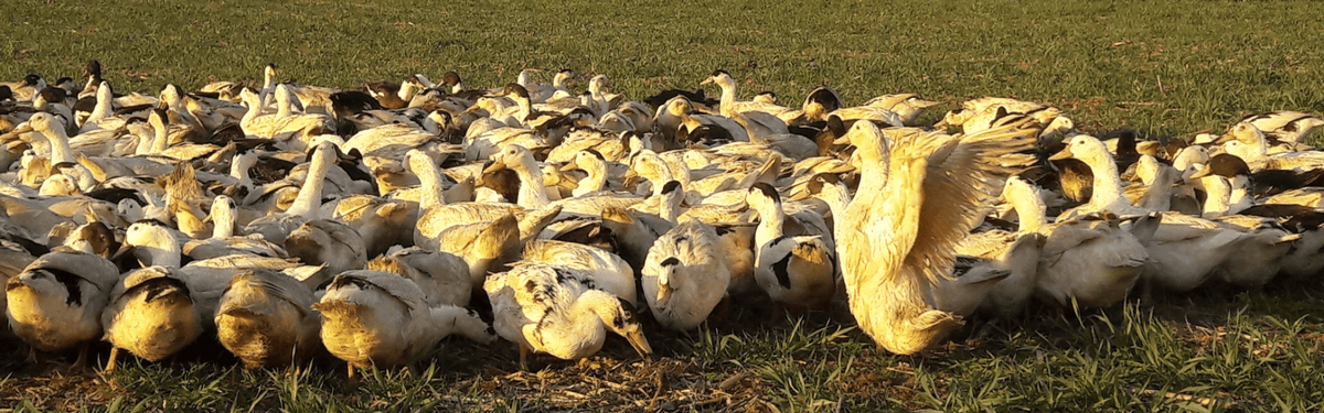 Ferme de Jouandeou