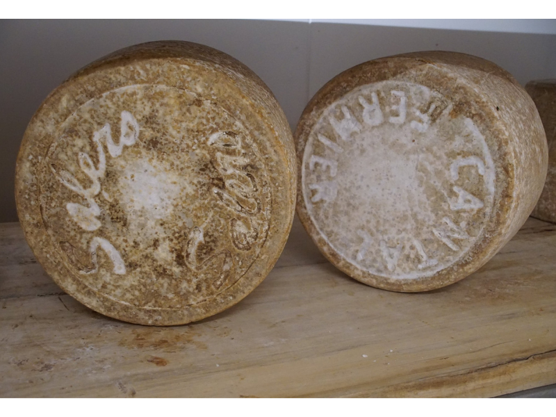 Découverte du Salers AOP et Cantal AOP